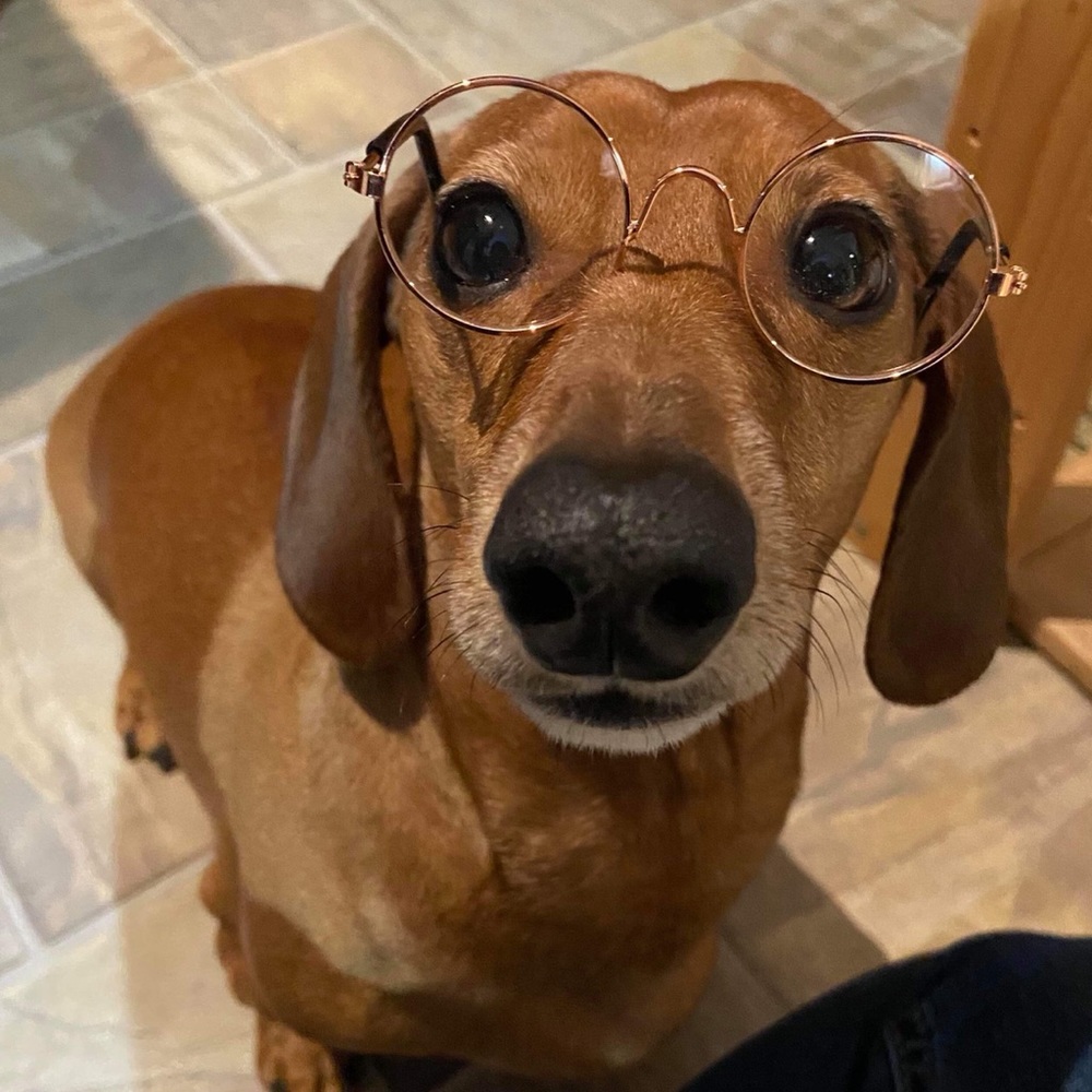 Doggie Sunglasses
